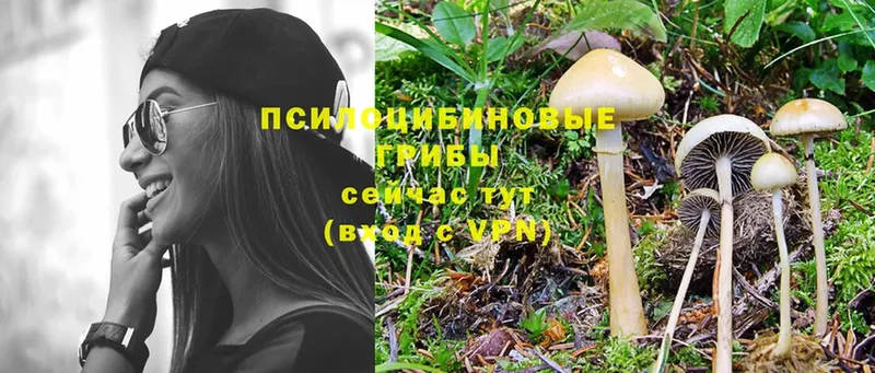 Галлюциногенные грибы Psilocybe  даркнет сайт  Нерчинск 